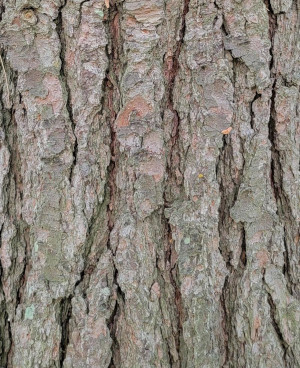 White Pine Bark